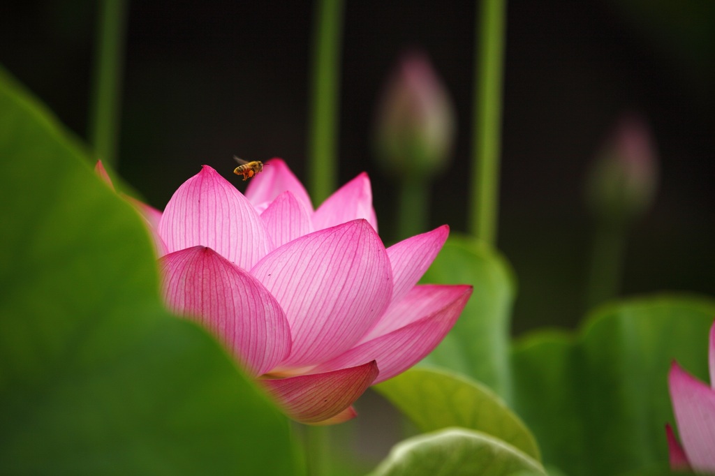 蓮と蜂