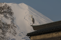 忍野の春⑧