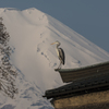 忍野の春⑧