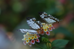 butterfly paradise 12