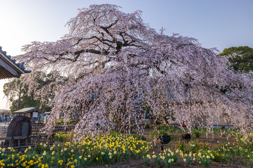 安国寺の枝垂れ桜2