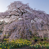 安国寺の枝垂れ桜2