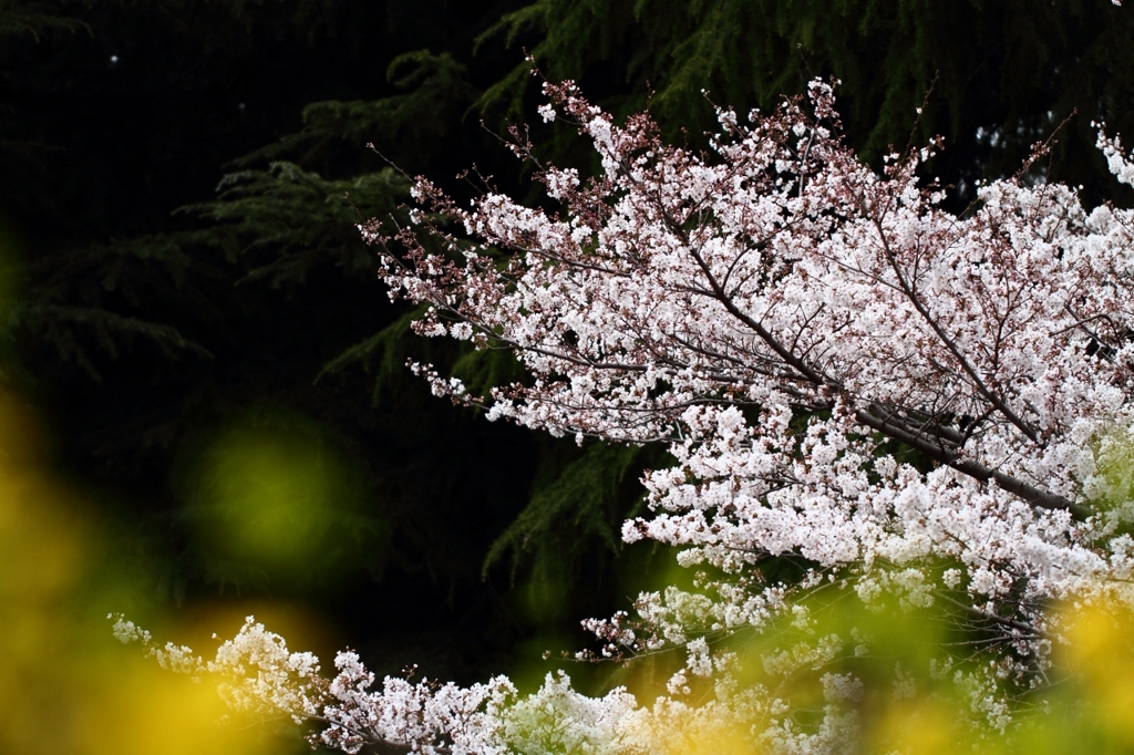 桜と菜の花