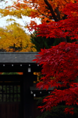 錦秋の平林寺　ギャラリー用