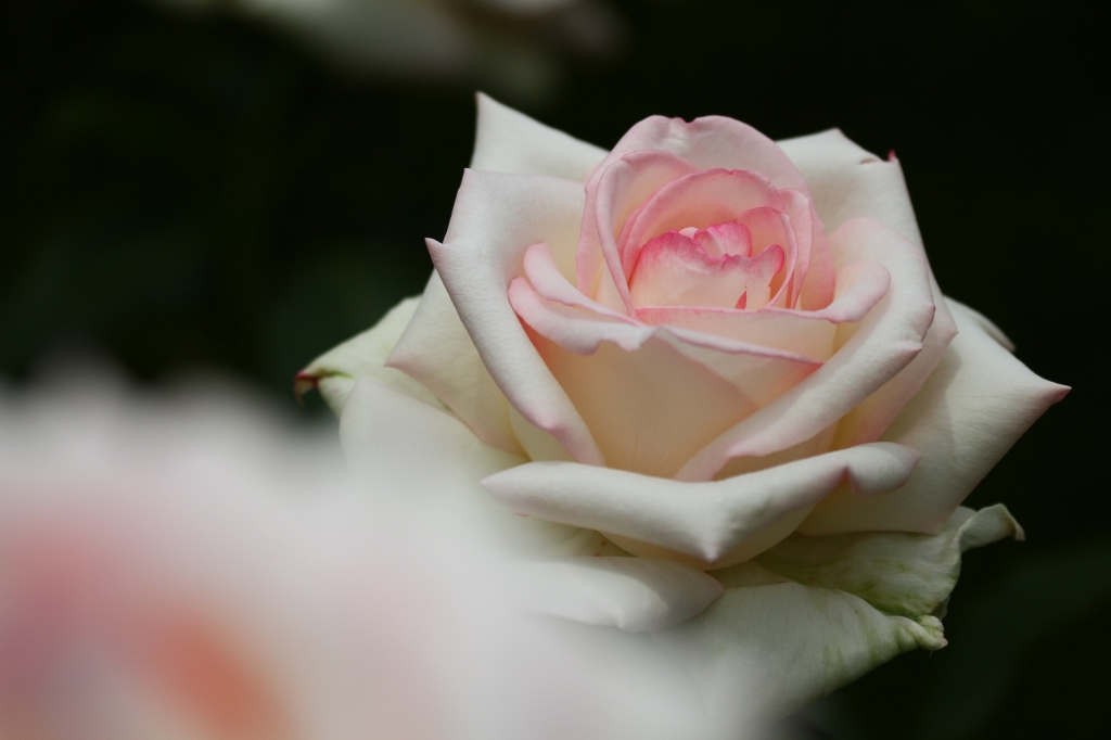 薔薇の園2  旧古河庭園