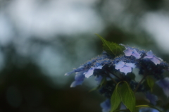 雨の季節に戻ってきます㊲