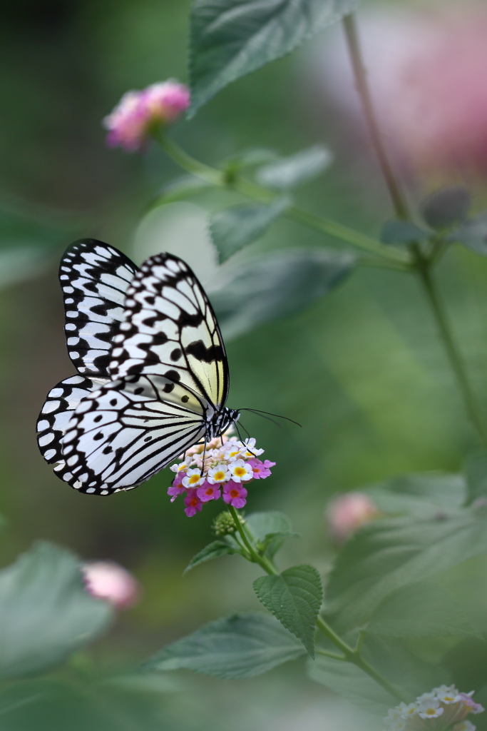 butterfly paradise 2　ギャラリー