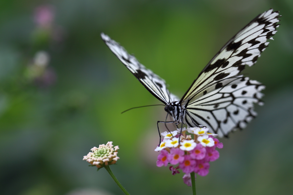 butterfly paradise 35 オオゴマダラ