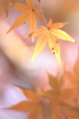 秋の三種盛り②　もみじ