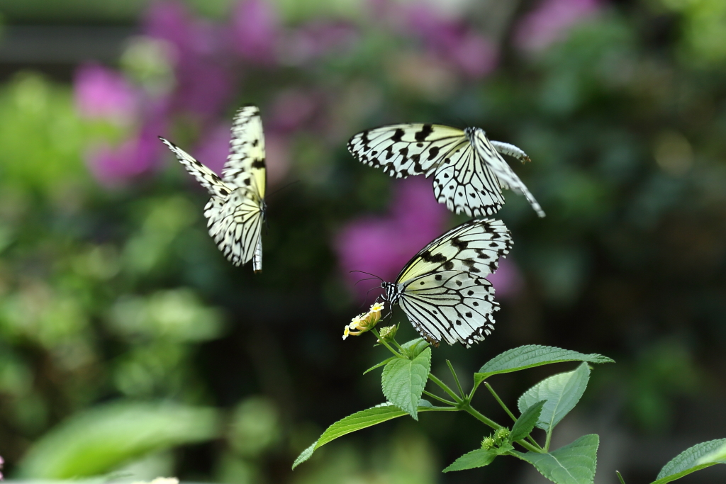 butterfly paradise 3
