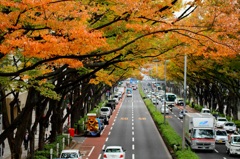 秋の表参道ヒルズと街並み　　ギャラリー用