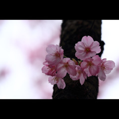 桜三昧15　「陽光桜」2