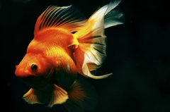 a Goldfish