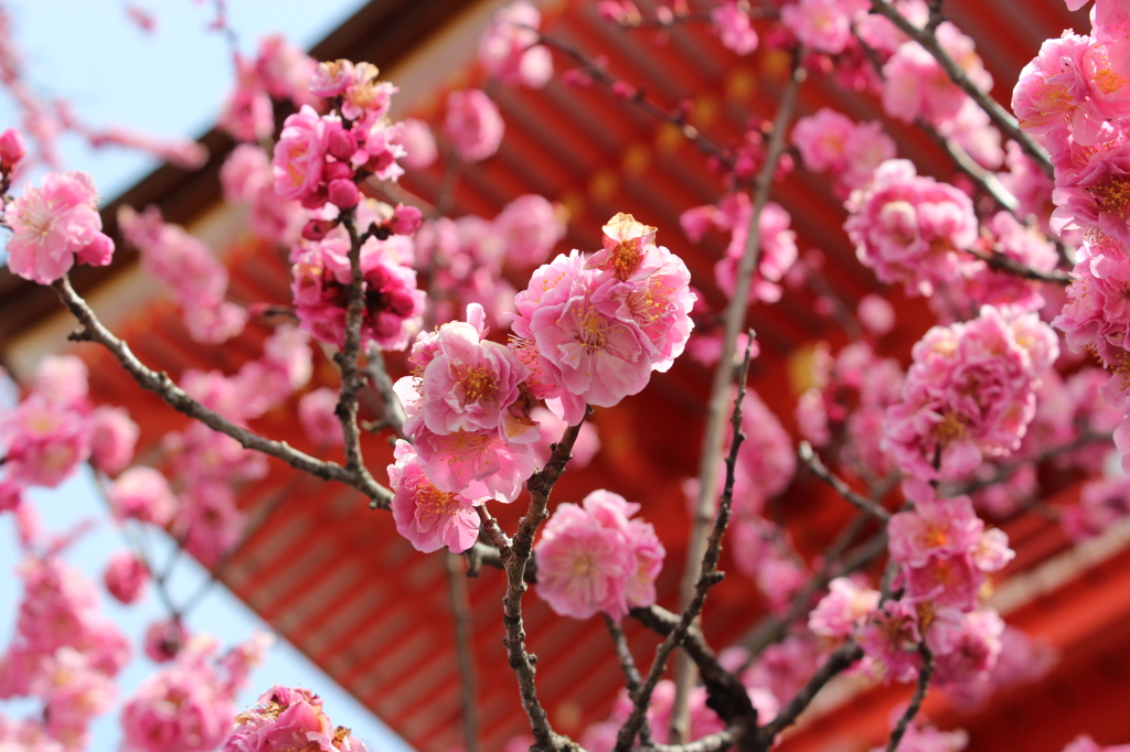 春の京都にて
