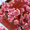 春の京都にて