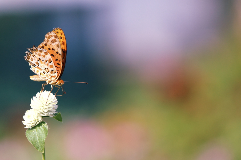 Argynnis paphia