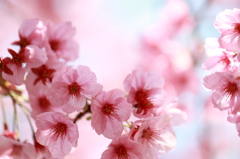 逆光桜