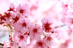 桜逆光