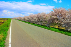 25㌔地点の桜並木