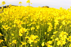 丸秘スポットの菜の花畑