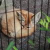 フェネック