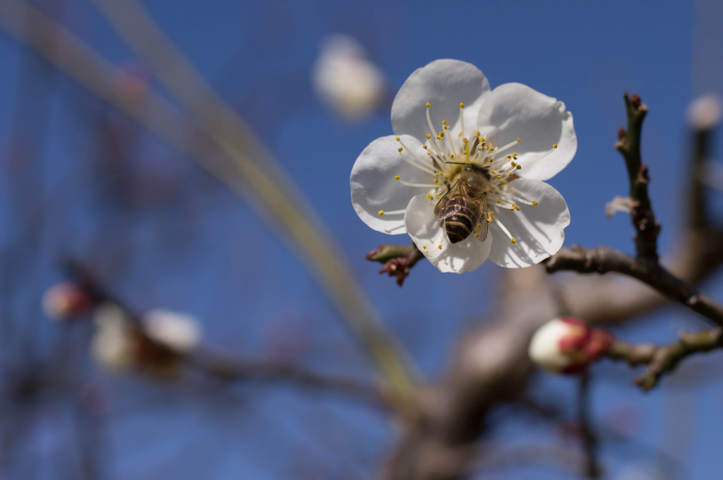ハナアブの食事タイム　梅