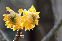 ミツマタの花