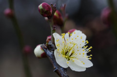 一足先に開花