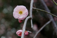 もうちょいかな、梅の花