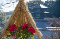 冬牡丹　當麻寺