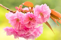 奥比叡の八重桜４