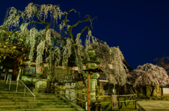 氷室神社　枝垂れ桜