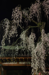 氷室神社 枝垂れ桜