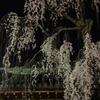 氷室神社 枝垂れ桜