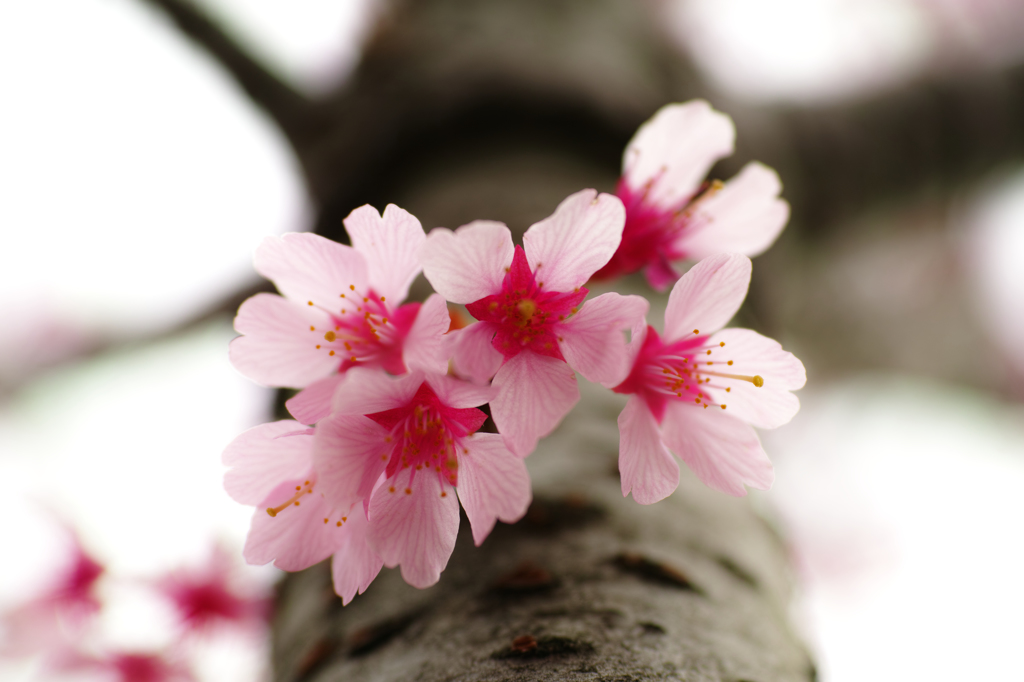 胴吹き桜　オカメザクラ