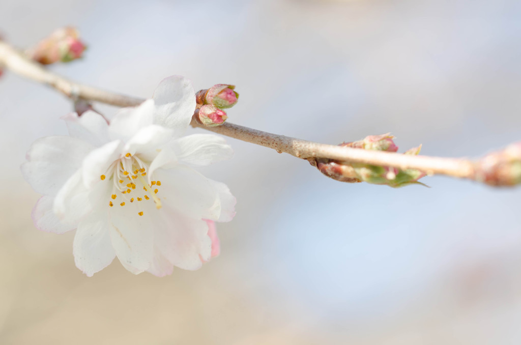 四季桜　當麻寺