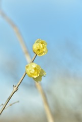 寒空の下の蝋梅