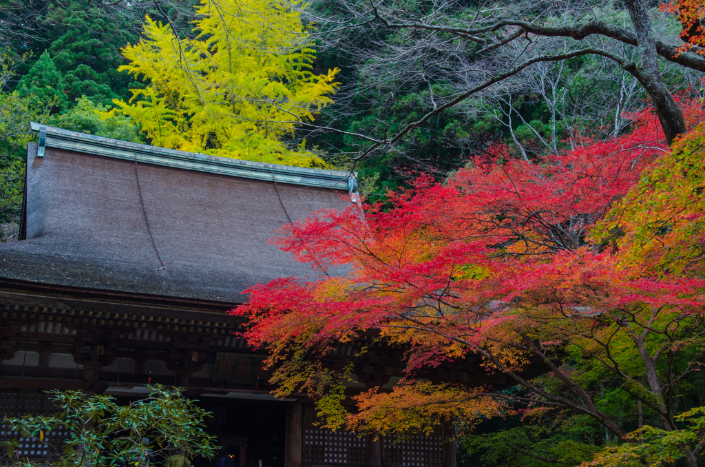 室生寺の紅葉