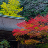 室生寺の紅葉