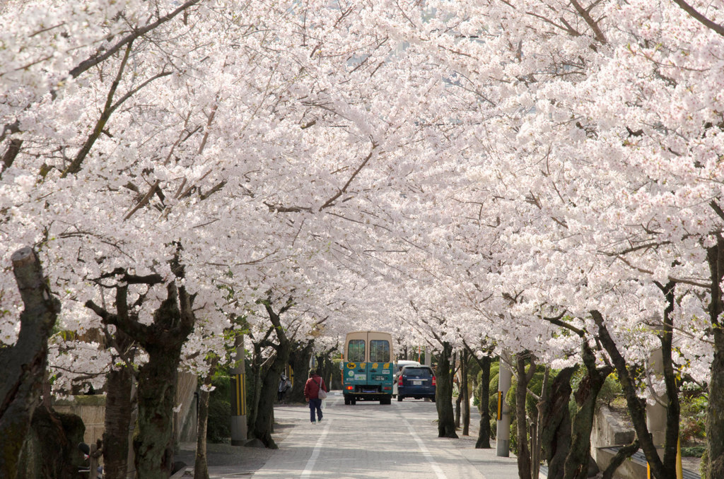 桜坂