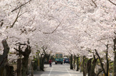 桜坂