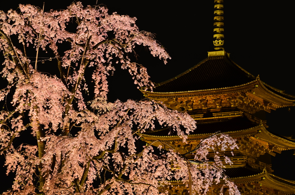 教王護国寺の桜　其の二