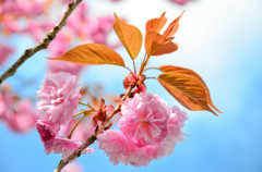 奥比叡の八重桜１