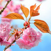 奥比叡の八重桜１