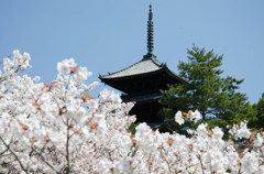 御室仁和寺の桜