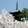 御室仁和寺の桜