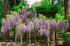 万葉植物園　藤棚