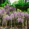 万葉植物園　藤棚