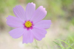 初夏のコスモス