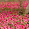 花びらの絨毯